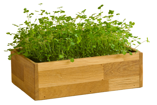 Alfalfa - 10 Pak - 1/4 Gastro